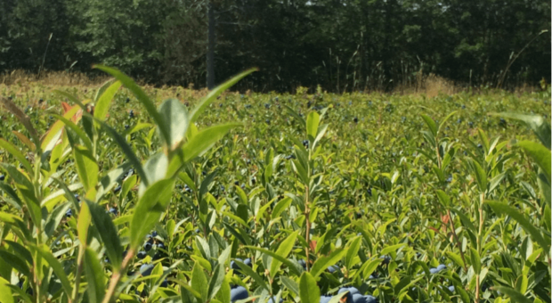 Telling the Wild Blueberry Story – One Influencer at a Time